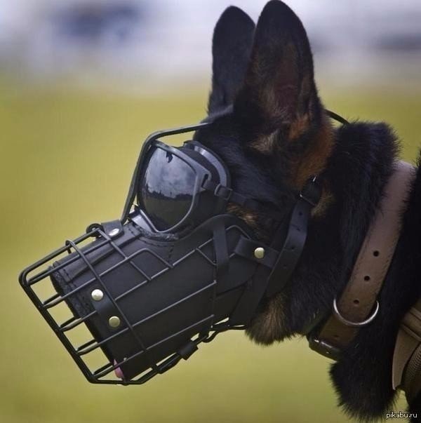      K9   .      