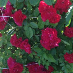 ��������, ������, 44 ����