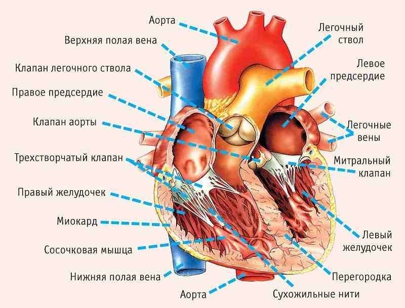 СИМПТОМЫ,УКАЗЫВАЮЩИЕ НА СЕРЬЕЗНЫЕ ПРОБЛЕМЫ С СЕРДЦЕМ.Сердечный приступ бьет на поражение. Такой сбой ...