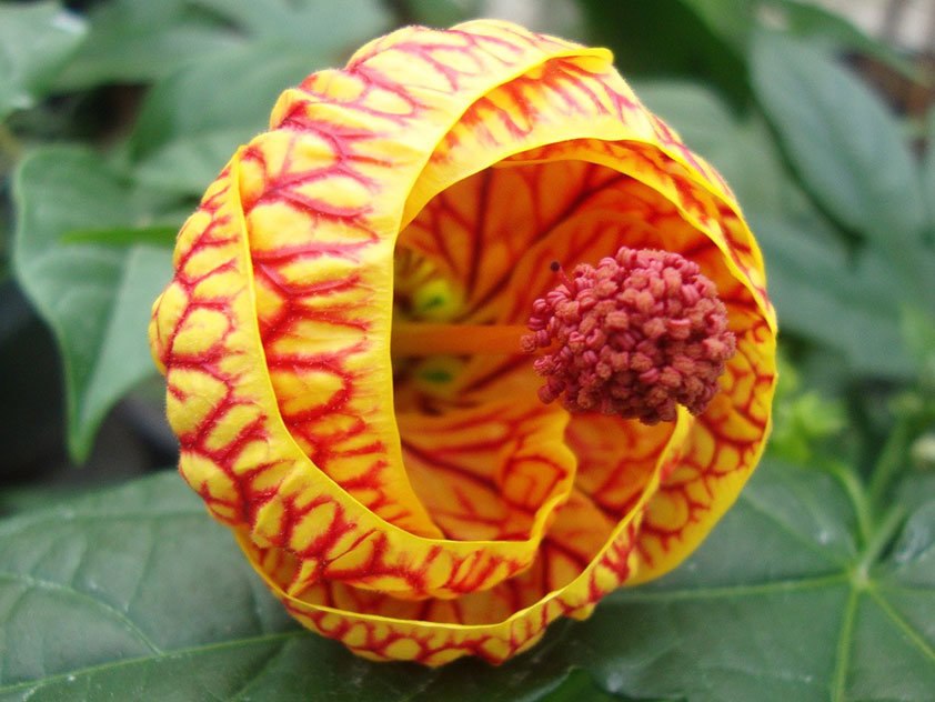   (Abutilon).