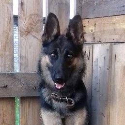 ����, ������, 42 ����