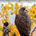 ���� �����, ���������, 59 ��� - ��������� 18 ������ 2018 � ������ ���� ����������