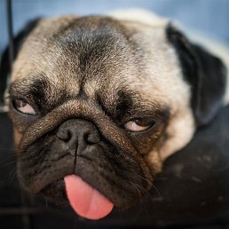  _, , 49  -  17  2018