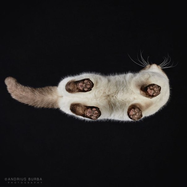 Under-Cats:  Andrius Burba - 3