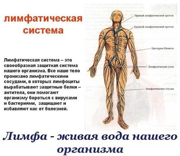 Лимфа — живая вода нашего организма.Лимфатическая система – одна из самых сложных и хитро устроенных ...