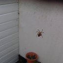  Dainius, , 51  -  22  2018   