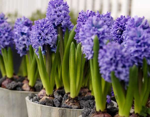  ,   . (. Hyacinthus)    . ... - 2