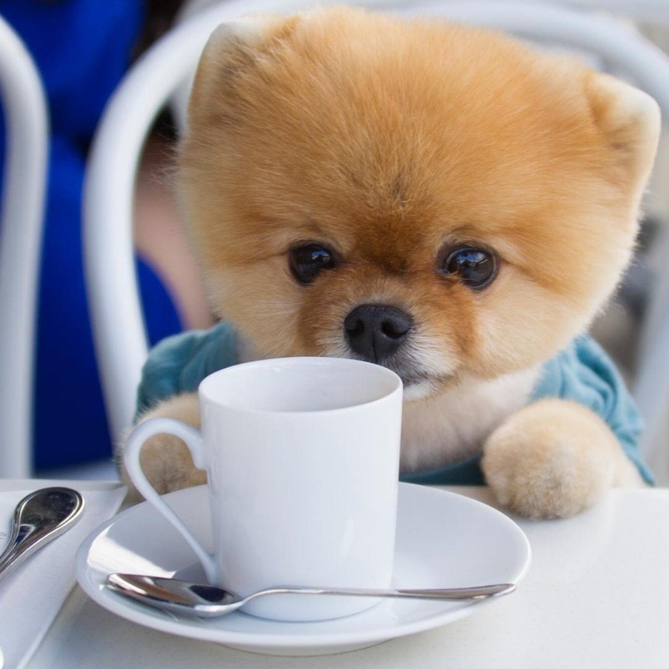   !  jiffpom - 6