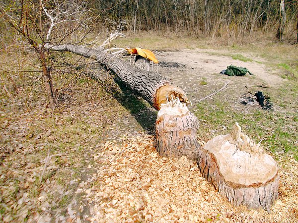 Омск. Следы деятельности бобров на Зеленом острове. - 3
