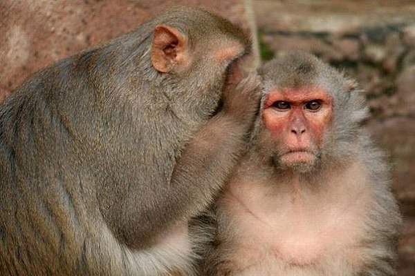 Никогда не обращай внимания на сплетни о себе! То, что обезьяны научились разговаривать, еще не ...