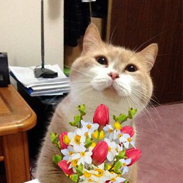 ������, �������, 62 ����