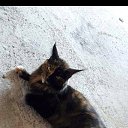 ���� ���������, ������������, 37 ��� - ��������� 10 ������ 2019