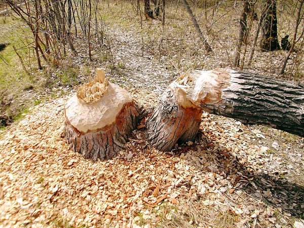 Омск. Следы деятельности бобров на Зеленом острове.