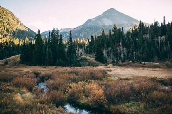 В лесу все кажется другим: вкус еды, воздух, мысли. Человек становится чище.