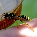 ���� Velvad, ���� - ��������� 12 �������� 2018 � ������ �VELVAD. WASP HAVE DINNER�