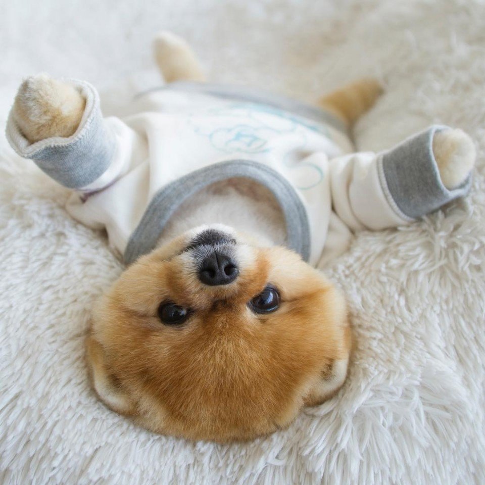   !  jiffpom - 4