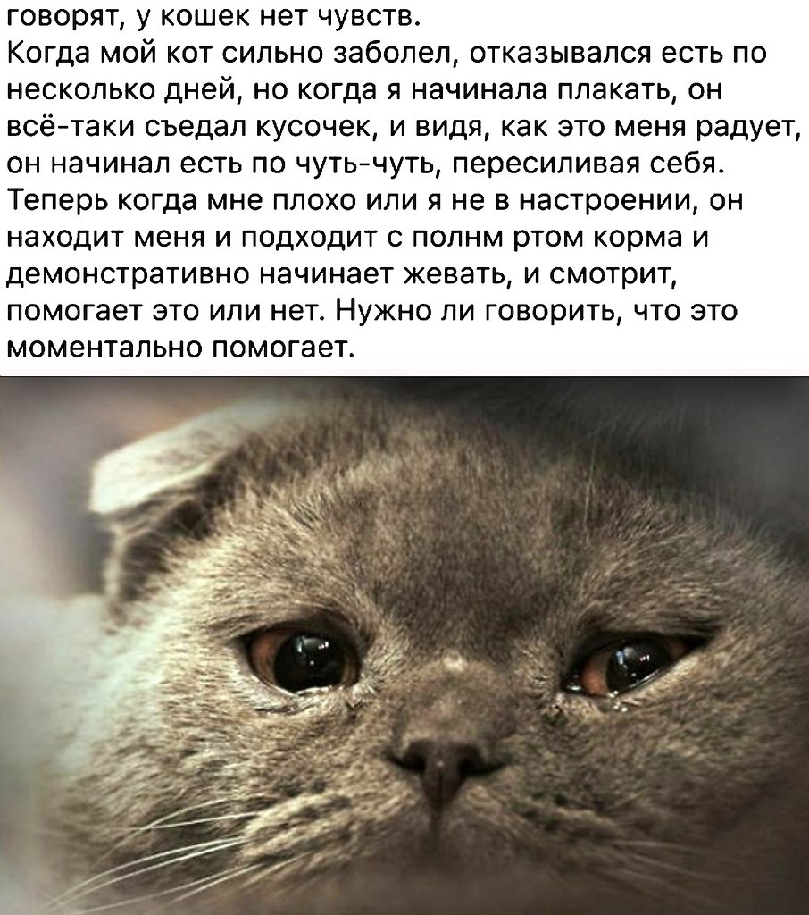 Почему коты плачут