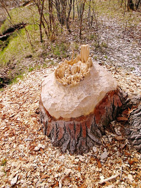 Омск. Следы деятельности бобров на Зеленом острове. - 2