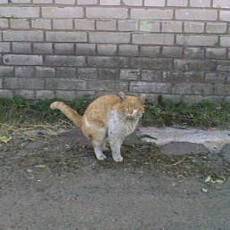 ������, �����-���������, 39 ���