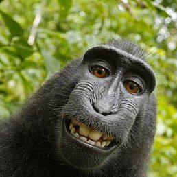 Dimond, ������, 86 ���