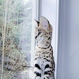 ���� Reqqi, ������, 36 ��� - ��������� 25 ������ 2018