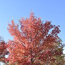 ���� Igor, ��� ����, 62 ���� - ��������� 7 ������ 2018 � ������ �Bear Mountain�