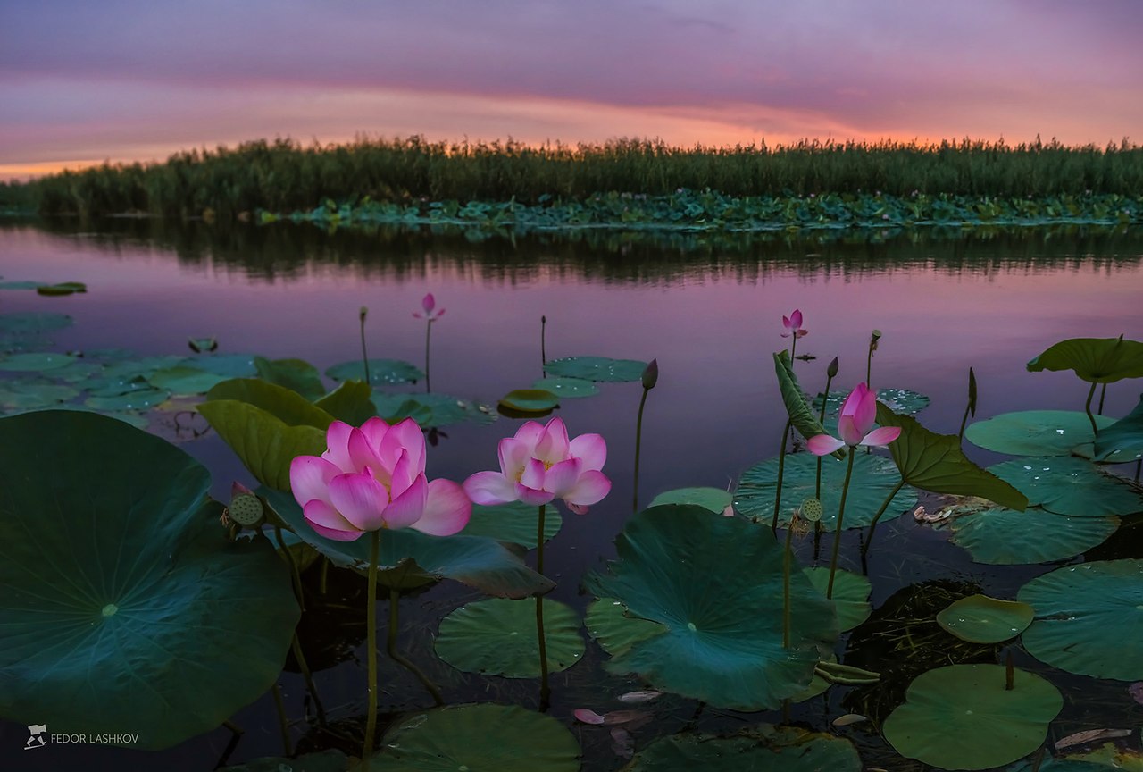    . Ը   (. Nelumbo nucifera).    ...