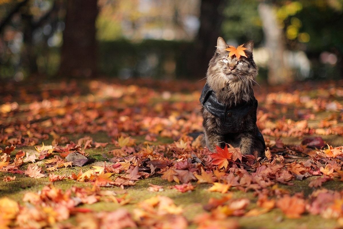 Осень. Кот осенью. Осенние фото. Осенний котик.