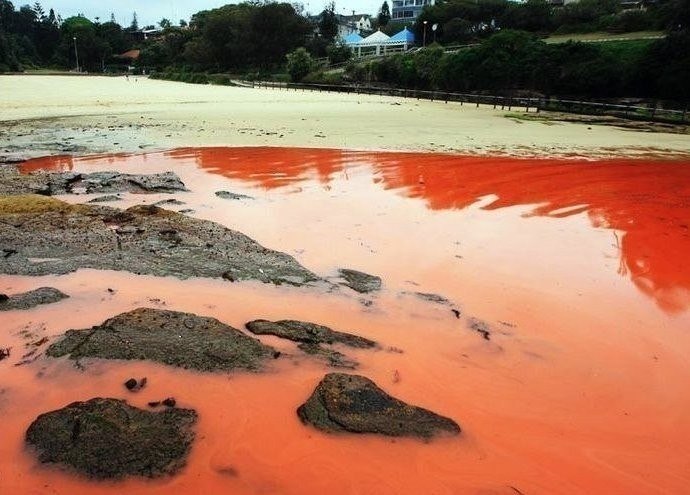 Красное море красная вода водоросли