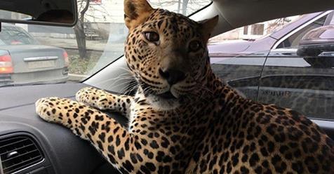 В Екатеринбурге леопард проехал в такси.Этот вызов водитель запомнит навсегда.В Екатеринбурге ...