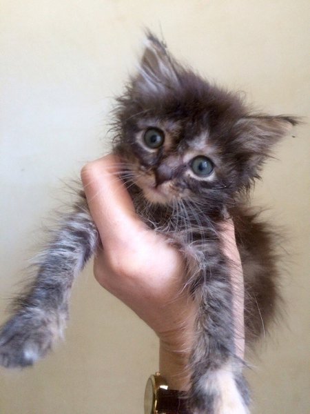 #Безкота_добро.У нас в семье появился малыш. Был большой праздник, Троица!! История её такова.Кто то ... - 3