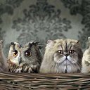 ���� ����� Su, ������������, 60 ��� - ��������� 26 ������� 2019 � ������ ���� ����������