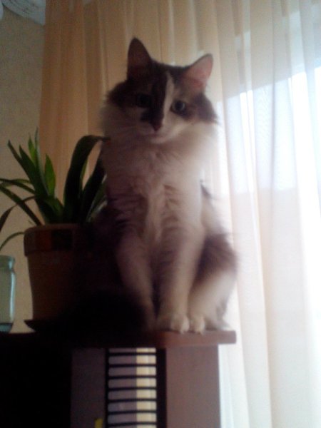#Безкота_добро.7 лет назад у нас появилось это пушистое серо-белое чудо. Папа ехал по трассе, а из ... - 2