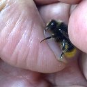  Velvad,  -  12  2018   VELVAD. BUMBLE-BEE. 1