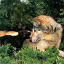 ���� ���������, ������ - ��������� 29 ������� 2019 � ������ �wolf�