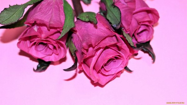   ,    . - 9  2019  21:03