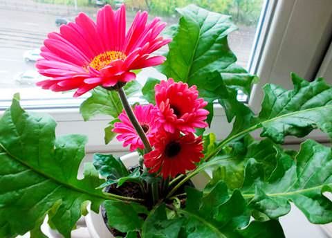 .    (Gerbera)  ,   ,   ...