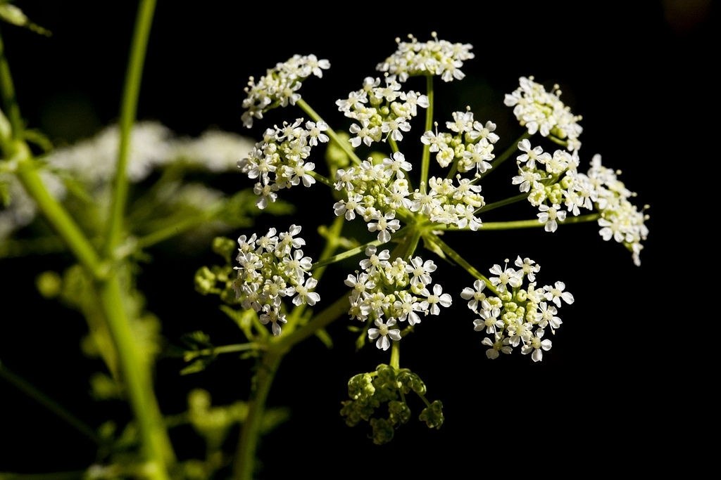        (Oenanthe crocata),     ...