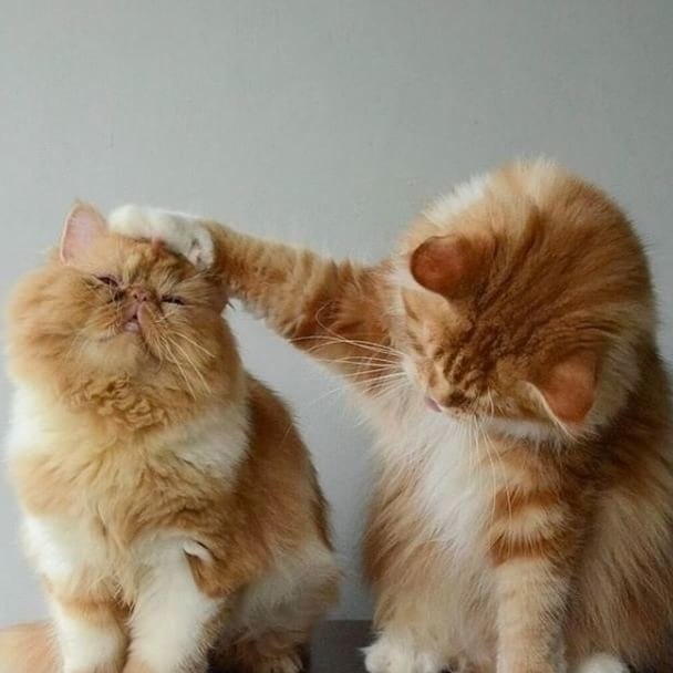   o !    !