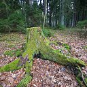  Petras, , 66  -  1  2020   Zelionaja Novogodniaja zima :)