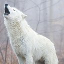  White Wolf,  -  16  2019   