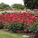  , , 70  -  15  2019   CA_2019_San Jose_Rose Garden_2