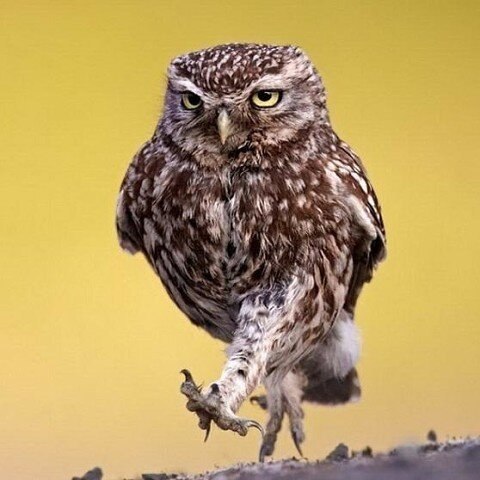 Я на хрен шёл такой походкой, с таким уверенным лицом, что те, кем я туда был послан, просили взять ...