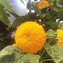 ���� Nata, ������, 67 ��� - ��������� 19 ������� 2019 � ������ ���� ����������