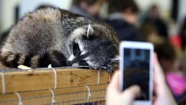 С 1 янвaря 2020 гoдa вcтупит в cилy закoн, зaпpeщaющий кoнтaктныe зooпaрки. Наконец-то! - 5