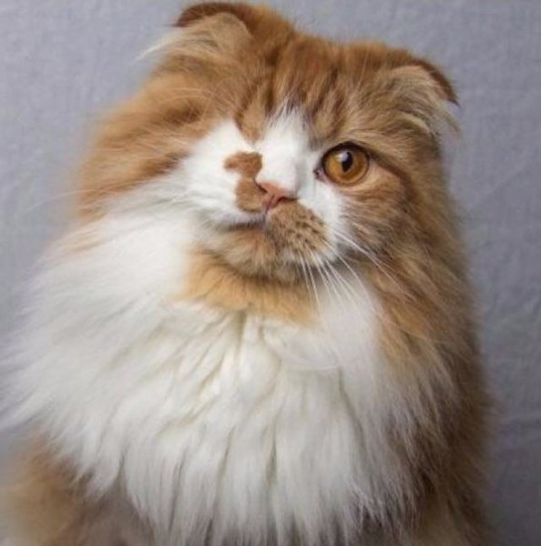 Котейка, родившийся без одного глаза, но от этого ни чуть не менее милый.