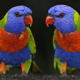 Abduhami, �����, 58 ���