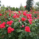  , , 70  -  15  2019   CA_2019_San Jose_Rose Garden_2