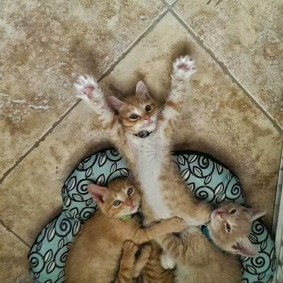 Bo!  !