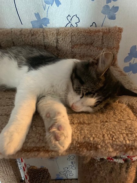 #Безкота_добро.Кекс сам пришёл. Решил завязать с бездомным существованием. От пережитого голода три ... - 2